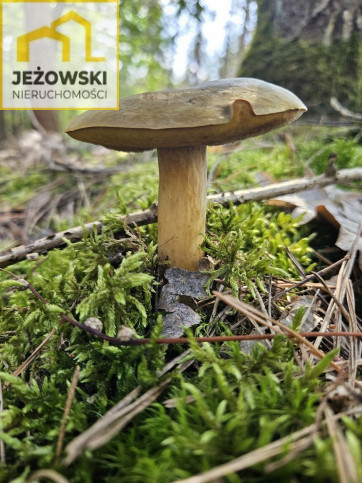 Działka Sprzedaż Nowosiółki 10